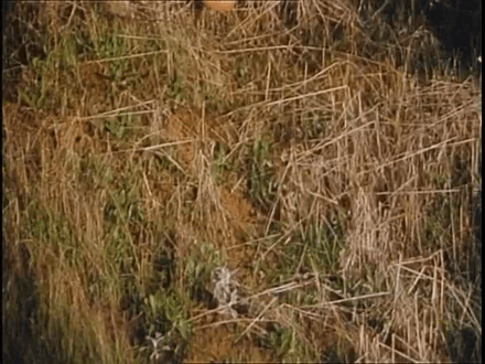 Consider: The history that had to have occurred in order for a scene like to be a normal event. Humans must make television, and then “shows” which act like views out from someone else’s head, and then a culture of physicalism. Only then could this GIF of something amazing—a plastic face tumbling down a hill—exist. Consider: The history that had to have occurred in order for a scene like to be a normal event. Humans must make television, and then “shows” which act like views out from someone else’s head, and then a culture of physicalism. Only then could this GIF of something amazing—a plastic face tumbling down a hill—exist.